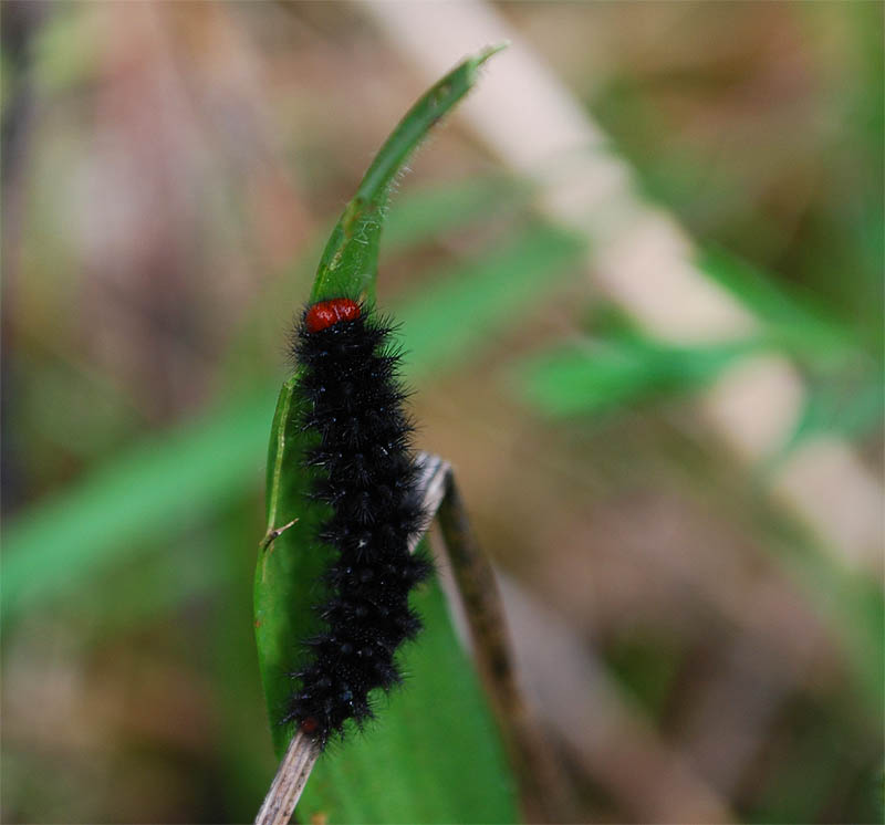 melitaea cinxia